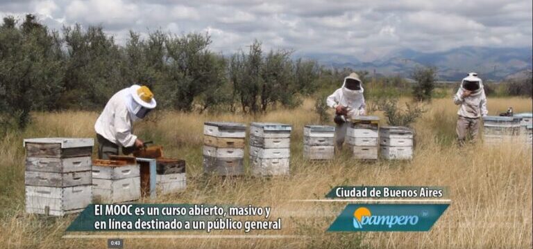 Descubre la apicultura sin gastar: ¡curso gratis!