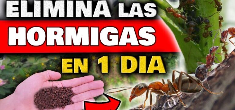 Cómo eliminar hormigas de las plantas